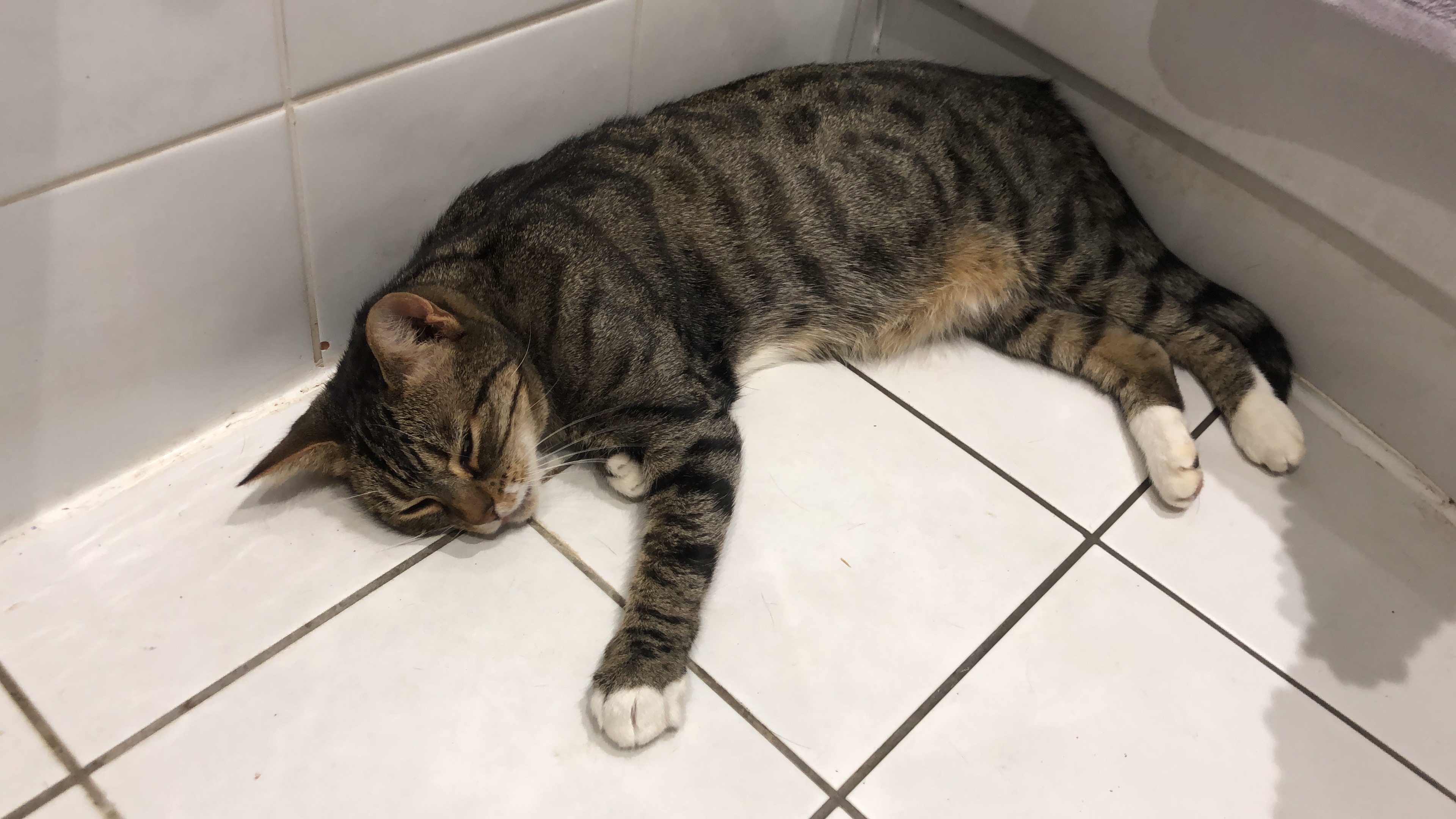 BA83AD2D 5A2E-4541-9861-81F06E69828A.jpeg