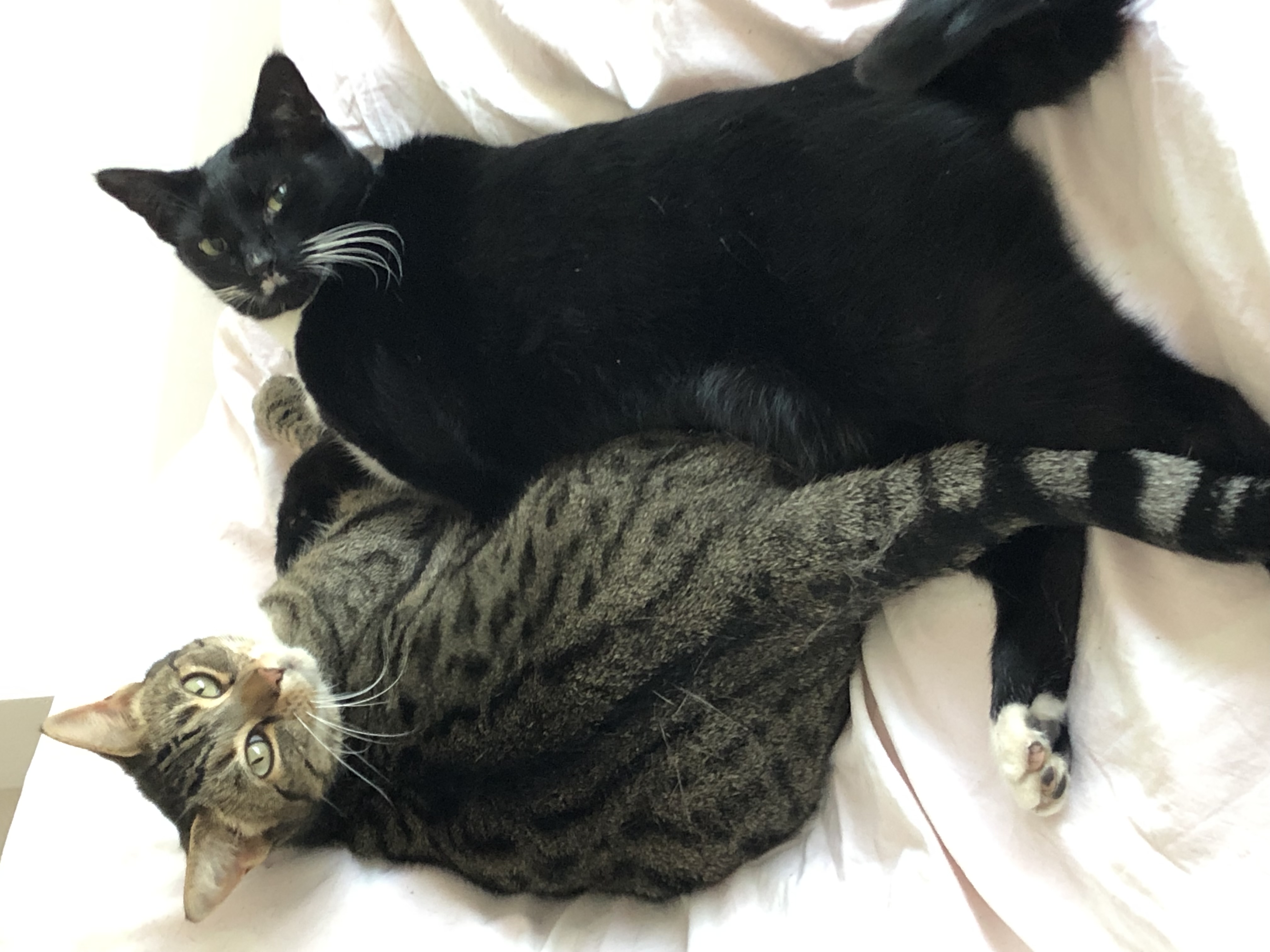 placeholder image-sq