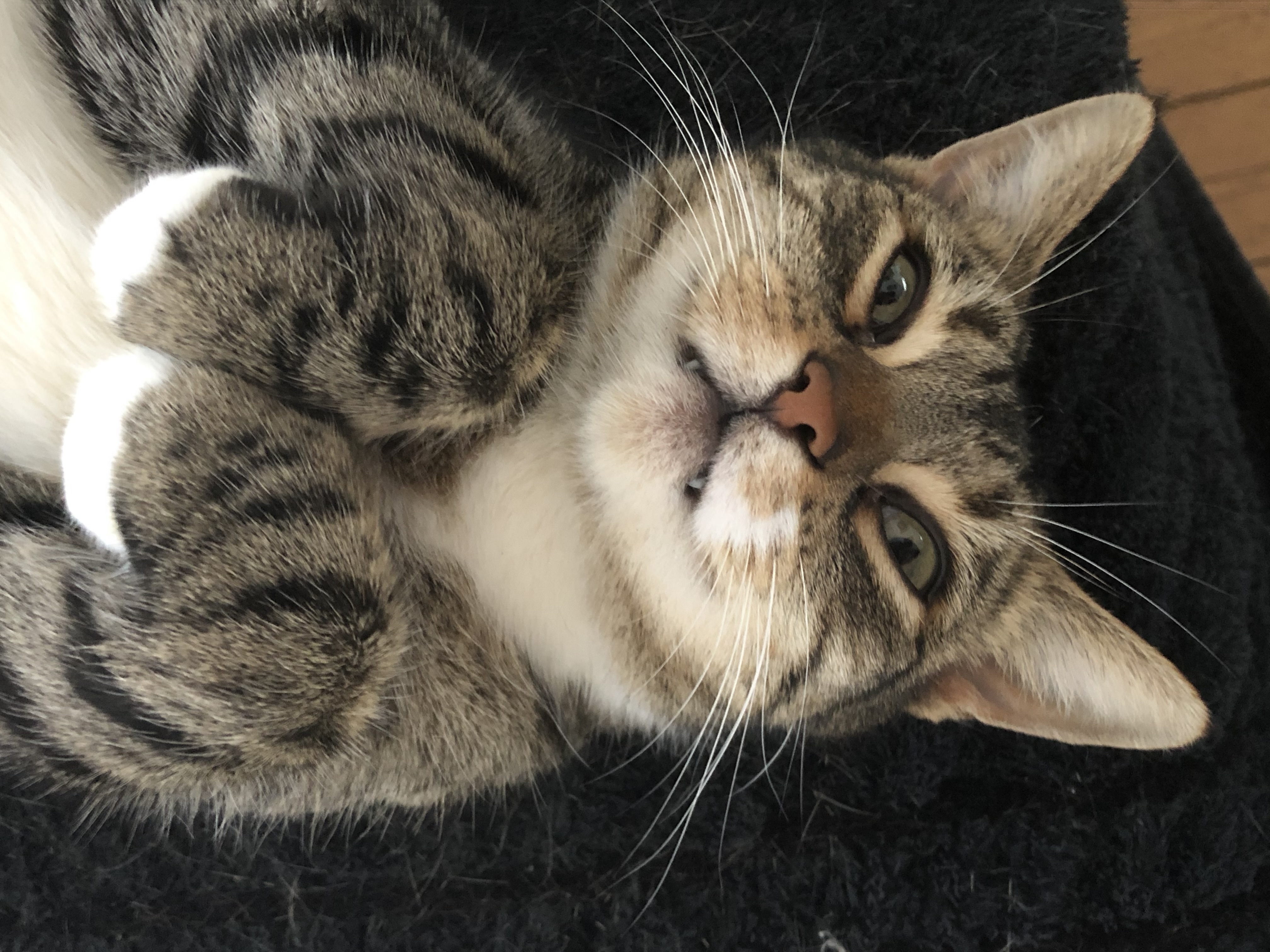 3EE0331F 7B28-4321-96EE-D3DBD0DC51C9.jpeg